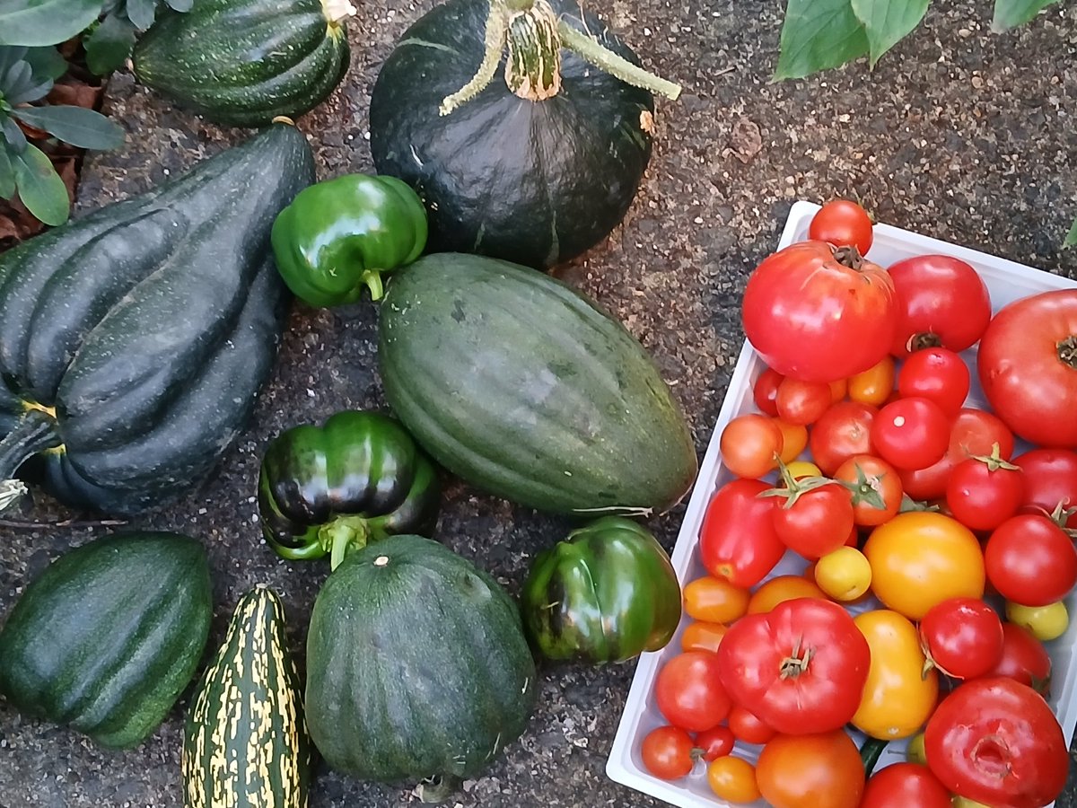 Jadeatall1's tweet photo. Harvest continues and so does sowing 
#GardensHour https://t.co/yJuKXu5iGI