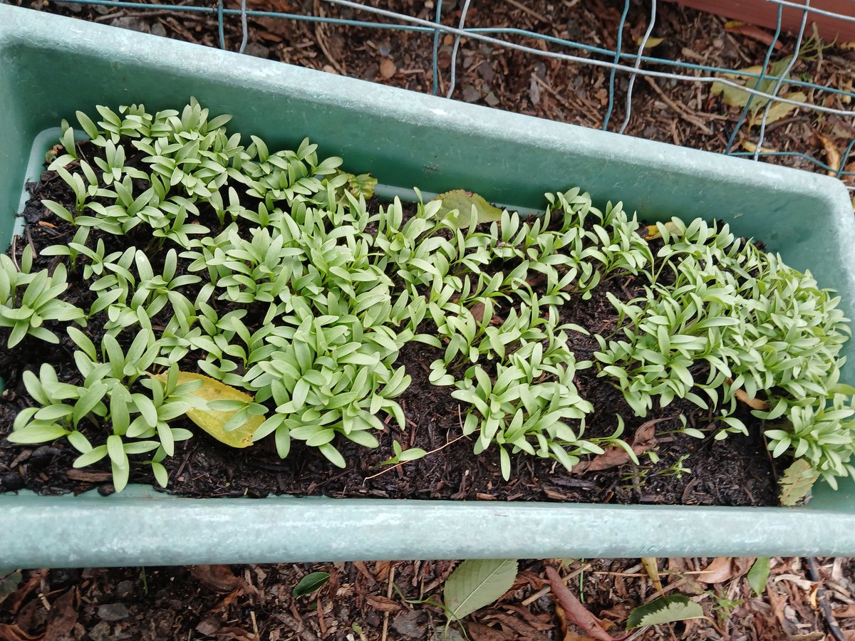 Jadeatall1's tweet photo. Harvest continues and so does sowing 
#GardensHour https://t.co/yJuKXu5iGI