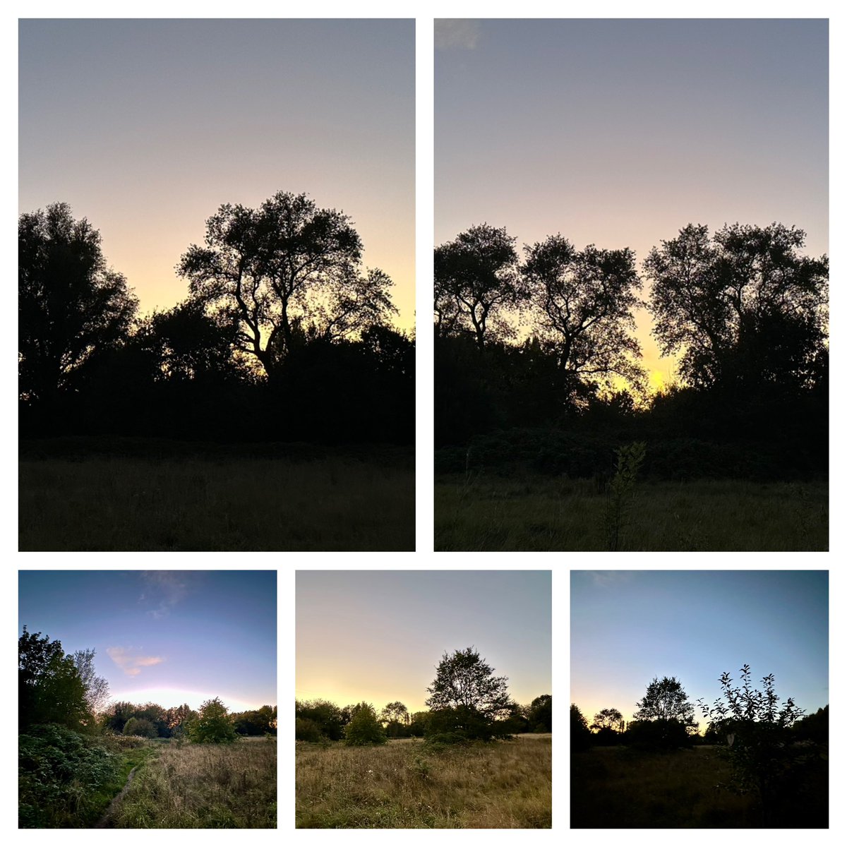 InsightUpNorth's tweet photo. Beautiful #AutumnEquinox #sunset highlighting trees planted by Enriqueta Rylands 130 yrs ago @ryebankfields
#nature #wellbeing #selfcare #health #mentalhealth

Please sign this to #SaveRyebankFields a beautiful local green space in #Manchester 🐝 : https://t.co/wGukwcfgyr https://t.co/KHtBVY6Fjl