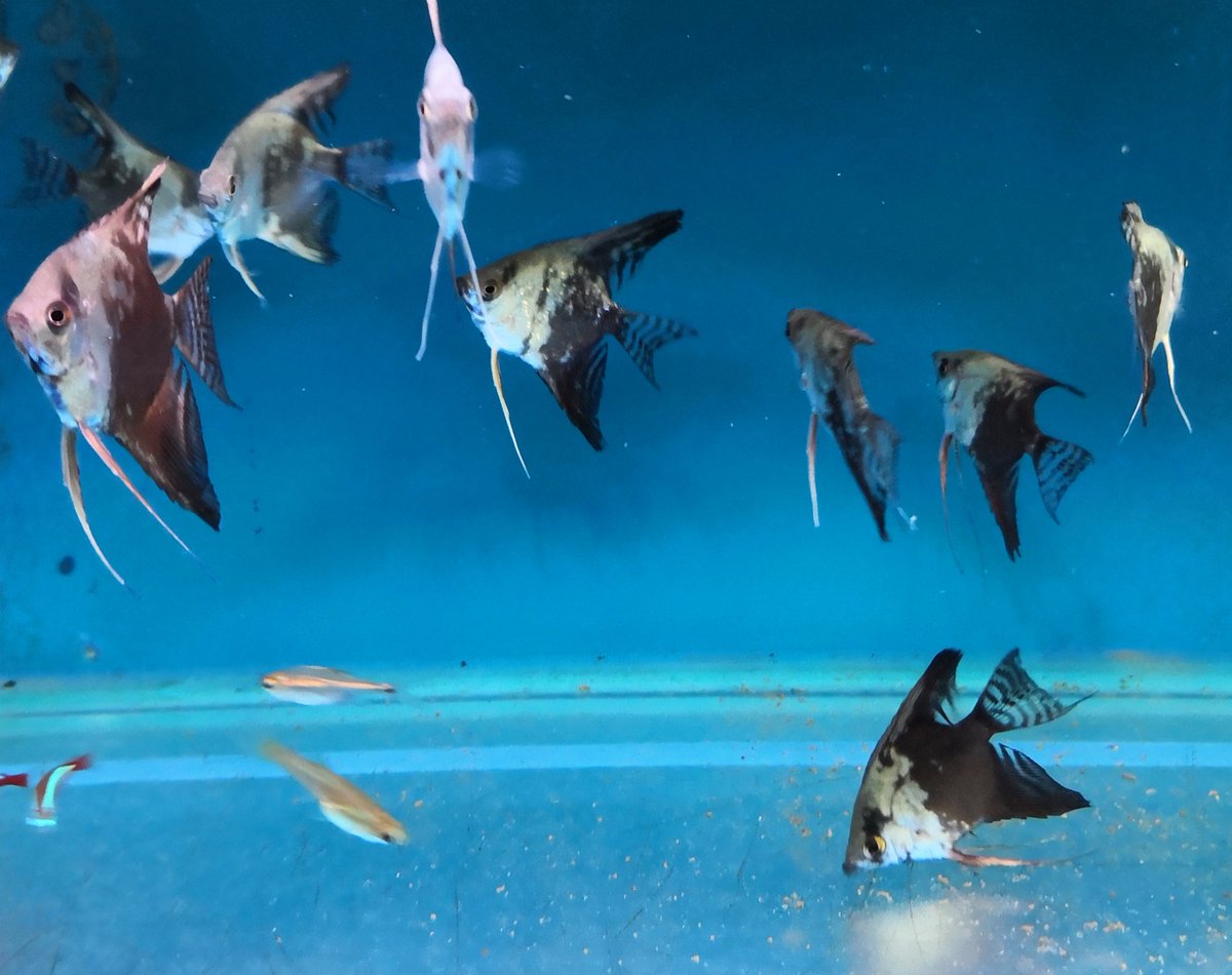Dai Lowe Ⓐ🏴 (@dailowe) on Twitter photo <a href="/TimCruadhlaoich/">Timmy Crowley</a> Another answer that refused to bubble up in time, and I was in a shed full of the wee bastards (and other topical fishies) in Edwalton only last week!
#forgetfuloldgit #universitychallenge <a href="/TimCruadhlaoich/">Timmy Crowley</a> Another answer that refused to bubble up in time, and I was in a shed full of the wee bastards (and other topical fishies) in Edwalton only last week!
#forgetfuloldgit #universitychallenge