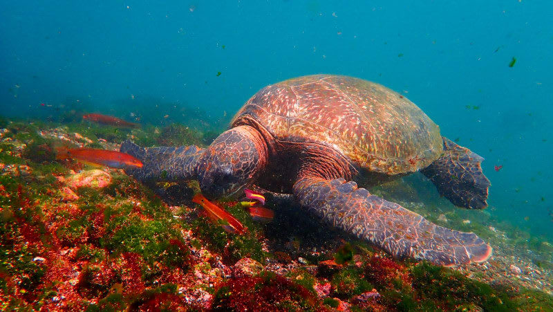 The Galapagos Islands belong at the top of your bucket list! Experience a once-in-a-lifetime journey filled with incredible wildlife, and unwind in the elevated style that only Celebrity can provide. 

Get in touch today to start planning your unforgettable Galapagos adventure!