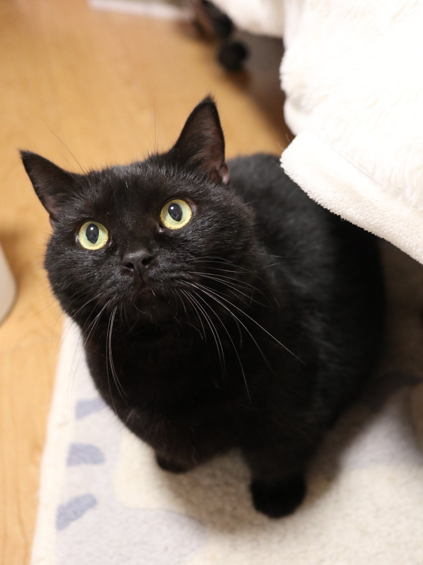 猫 悪魔君†《中6🐈外2+!?》寒がりの暑がり˙˚ʚ😈ɞ˚˙ on X: 