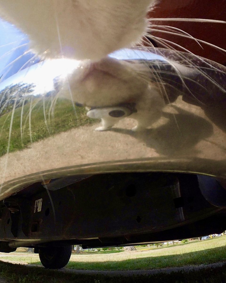 MrKitterstheCat tweet media