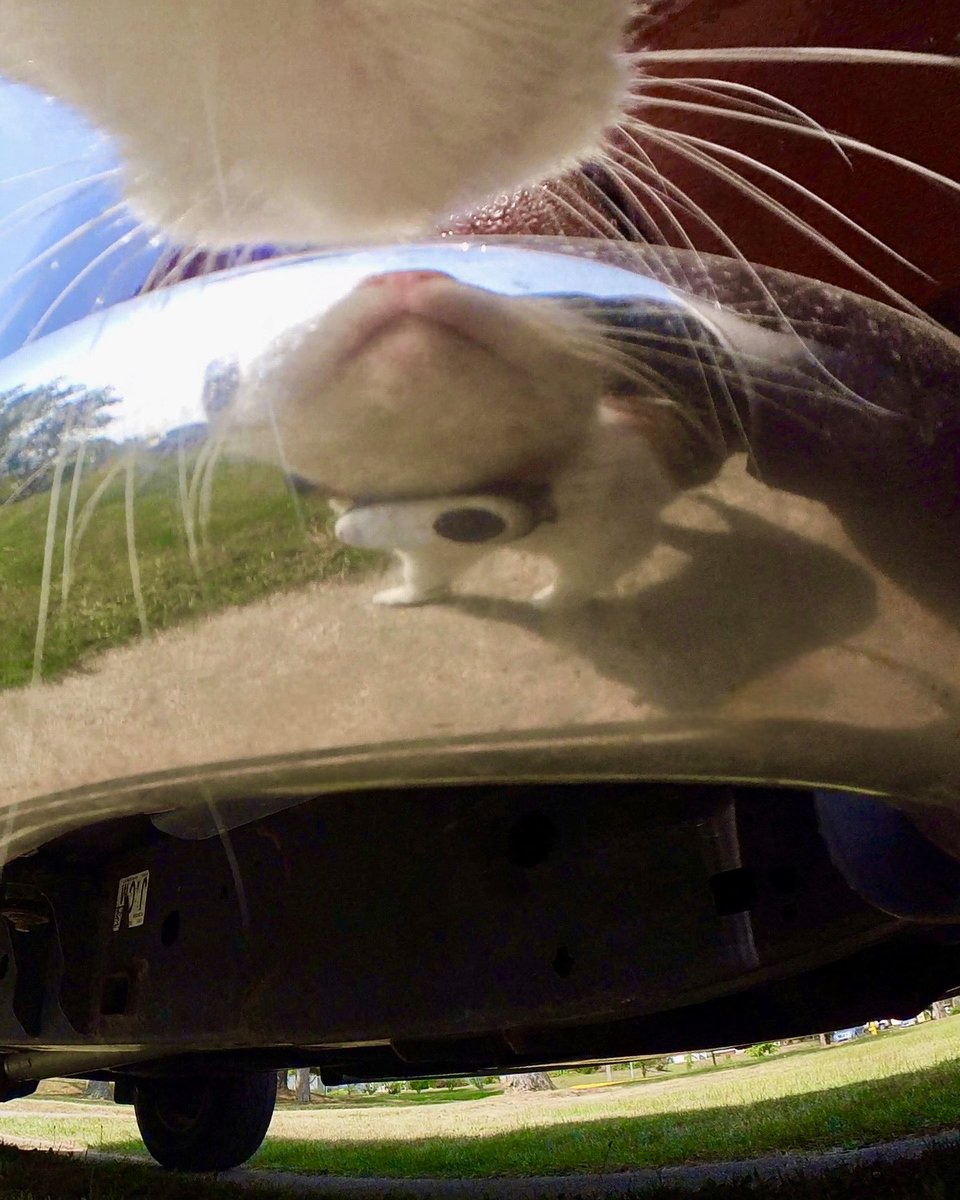 MrKitterstheCat tweet media