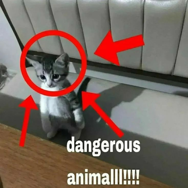 PunchingCat's tweet photo. https://t.co/VSQn1rJPzg