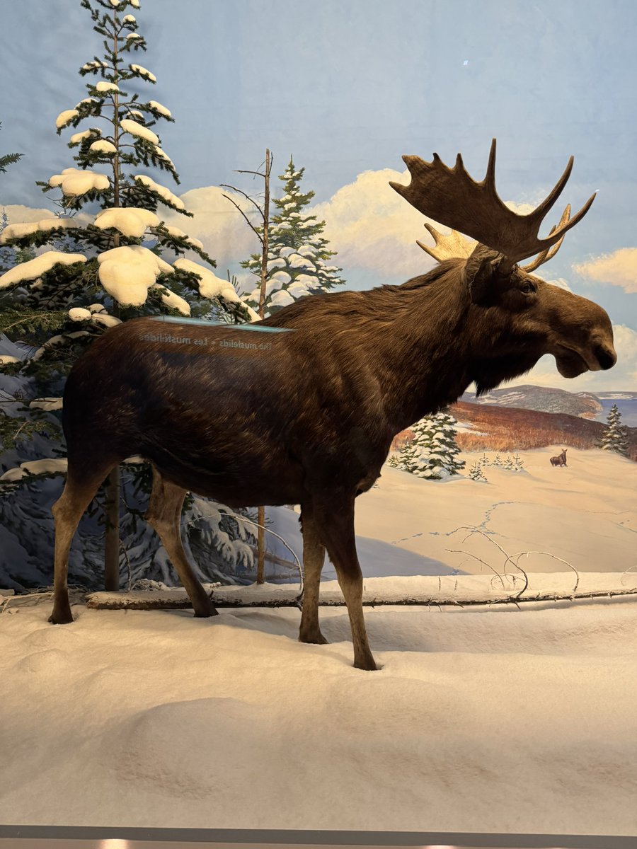 Petrina Gentile (@petrinagentile) on Twitter photo Exploring #dinosaurs and more at the Canadian Museum of Nature #ottawa #canada Exploring #dinosaurs and more at the Canadian Museum of Nature #ottawa #canada
