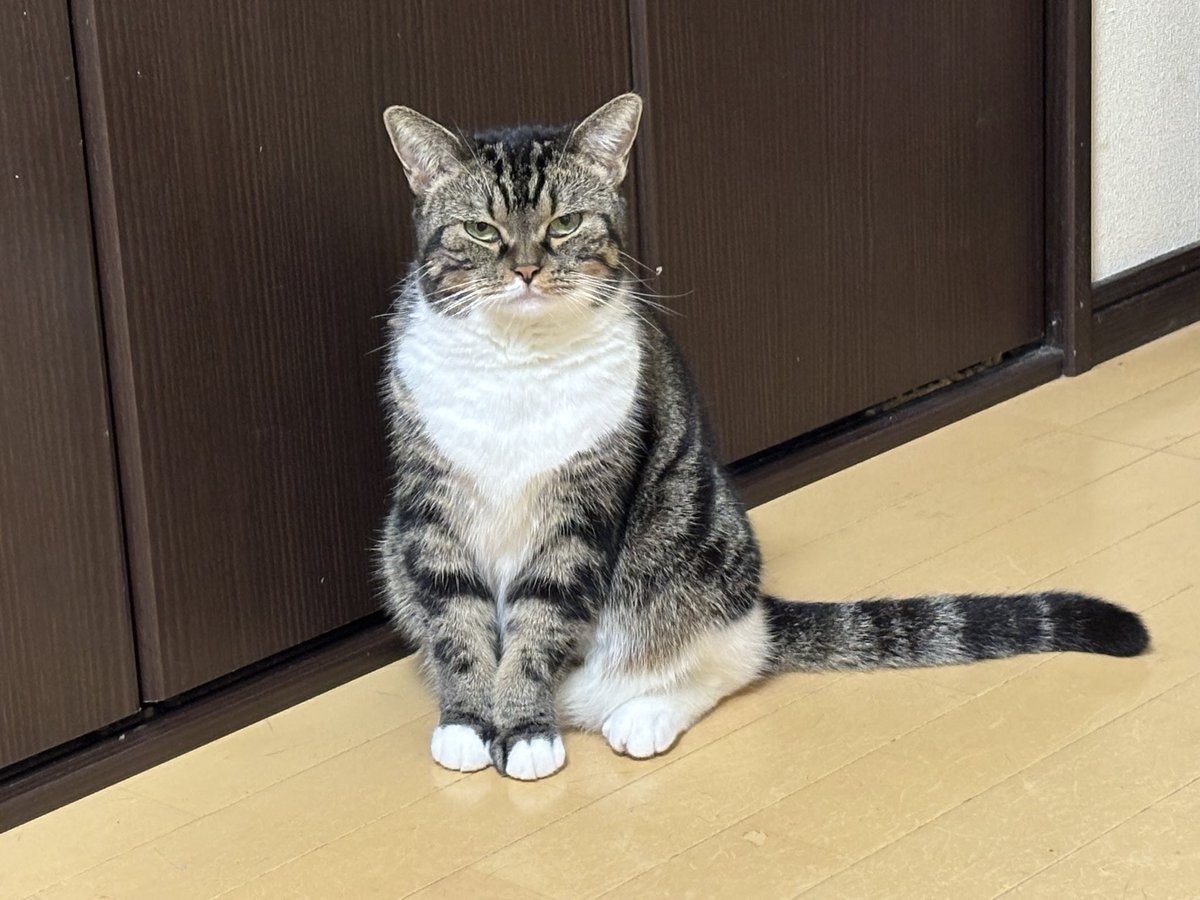 にゃみ マルコ Amazon | [マルゴ] 安全靴 スニーカー ハイカット マンダム