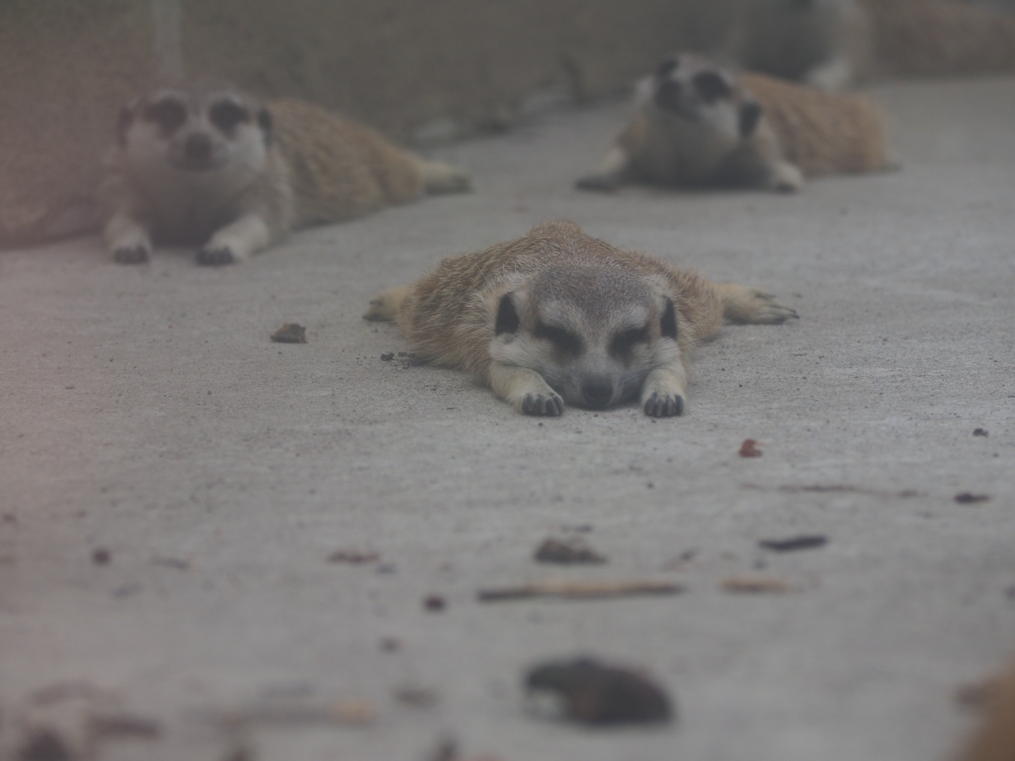ミーアキャットさん meerkat_maru ママさんのセーラー服🎒 #ミーアキャット#meerkat
