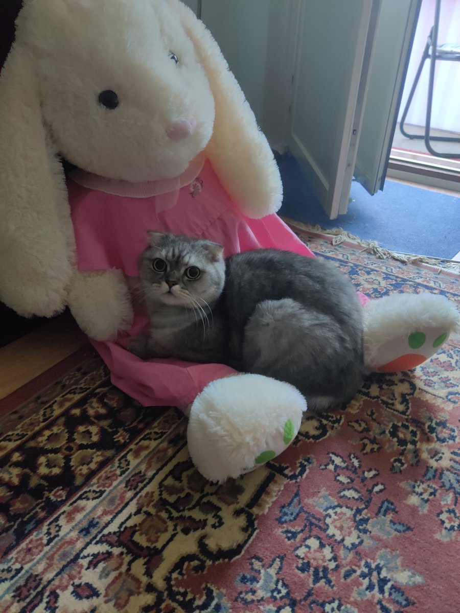 Our beautiful son has been adopted by this stranger