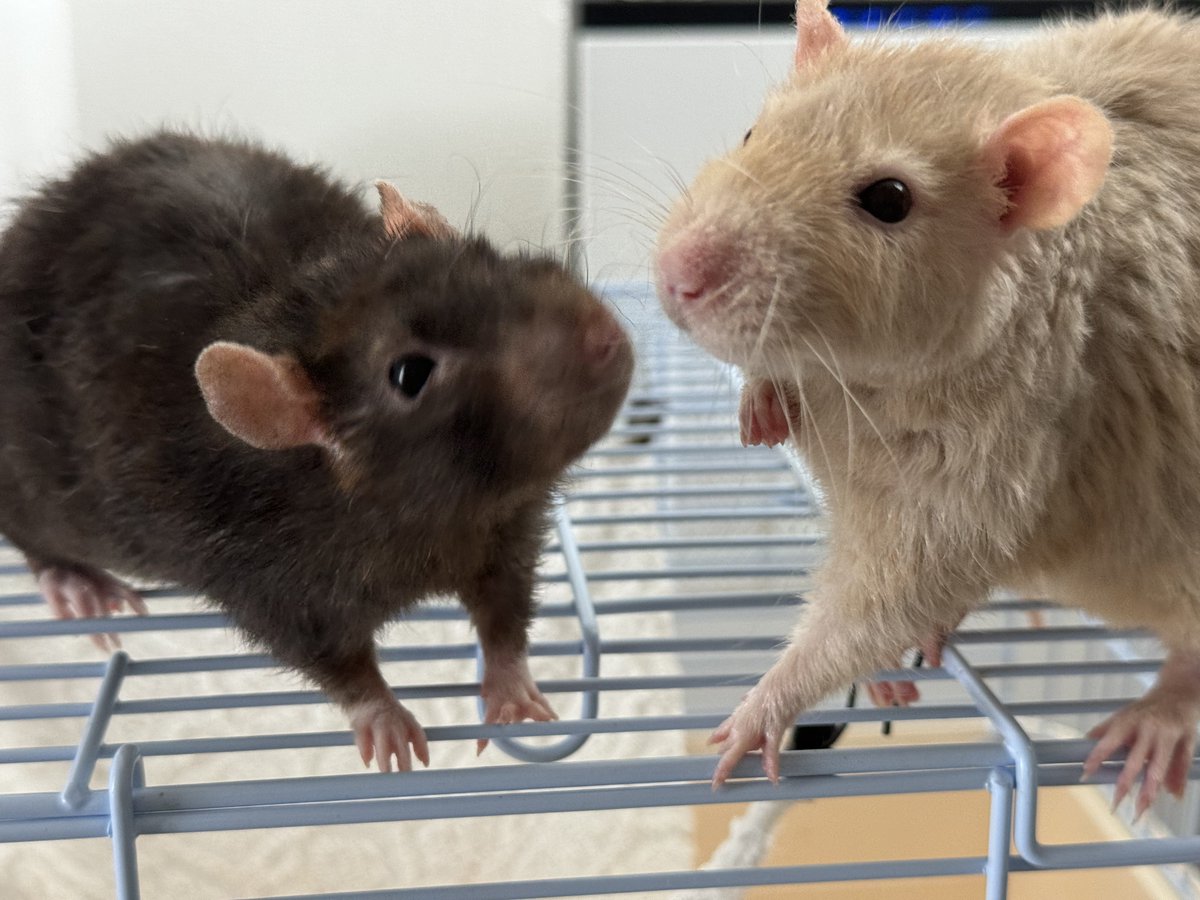 ヒッ じいさん！

調子こきムチョねー
