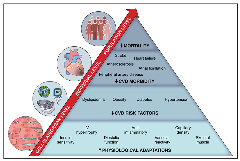 Maravilloso artículo que describe todos los beneficios de la Actividad física en la revista <a href="/CircAHA/">Circulation</a> desde lo molecular hasta lo clínico

NO HAY MEJOR FÁRMACO QUE GENERE TANTO BENEFICIO PARA DIVERSAS CONDICIONES MÉDICAS COMO EL EJERCICIO

ahajournals.org/doi/epub/10.11…

<a href="/docramiro/">Ramiro Esparza</a>