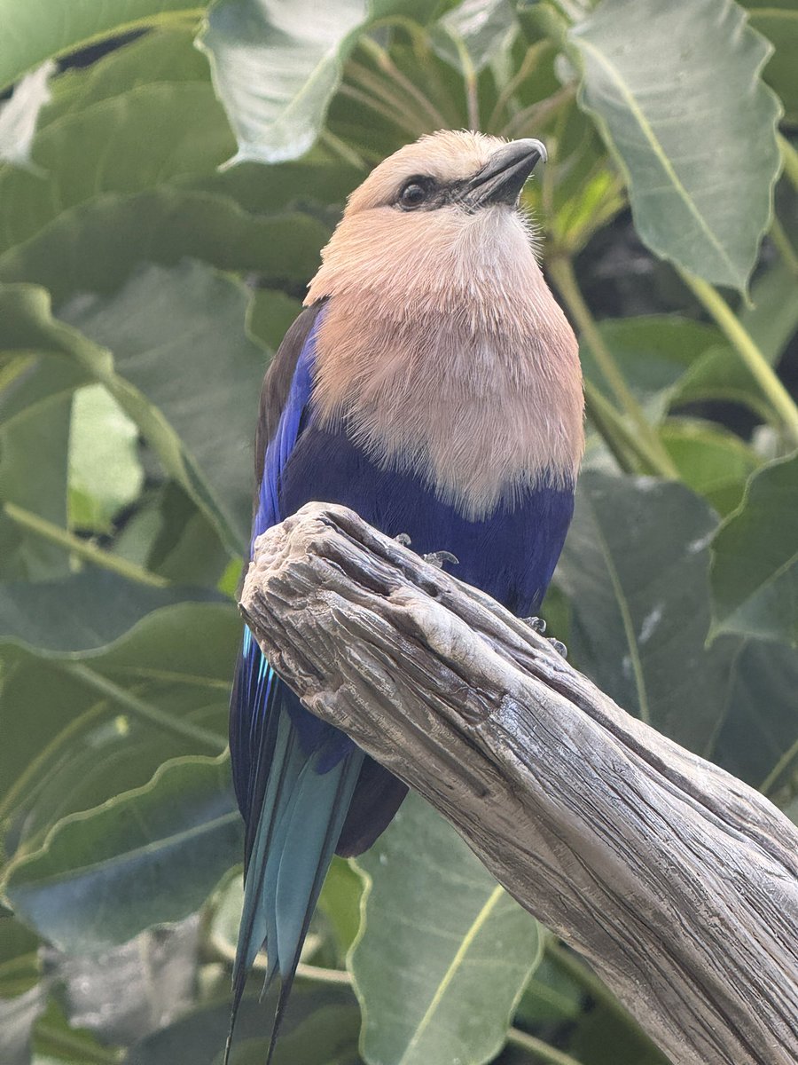 Blue Bellied Roller spotted at the National Aviary in Pittsburgh last month, photo by me.
These little guys tumble around in the air to impress potential mates. Apparently mated pairs still do this together. 
They also dive to ambush prey.