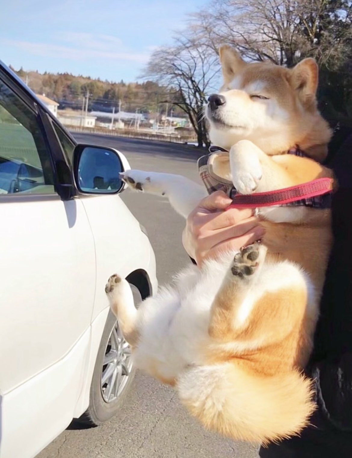 猫ちゃん ねこに転生したおじさん プンちゃん 等身大ぬいぐるみ｜タカラ