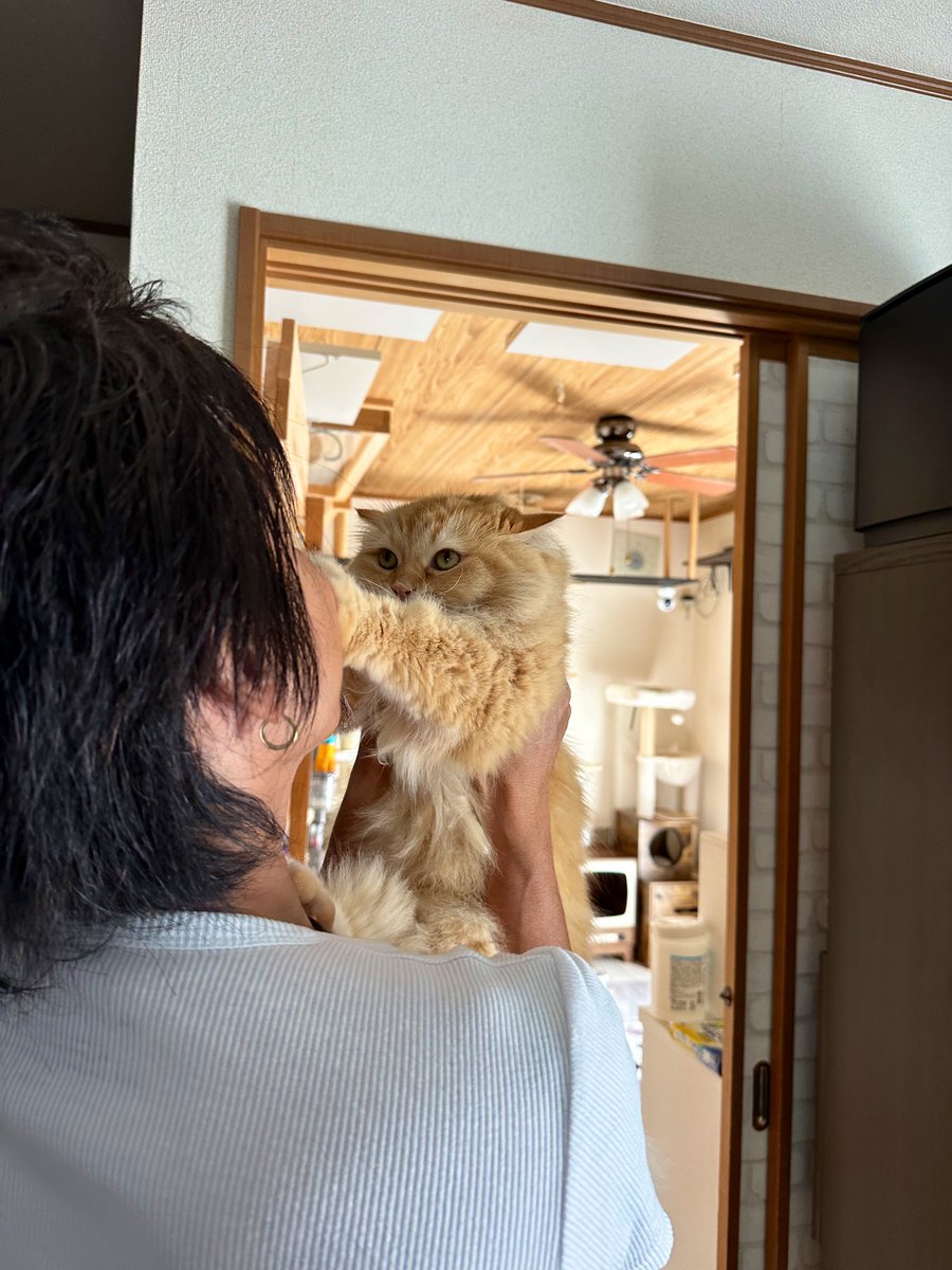 ちゃねこ@亀さん更新 (@cyane_original): 