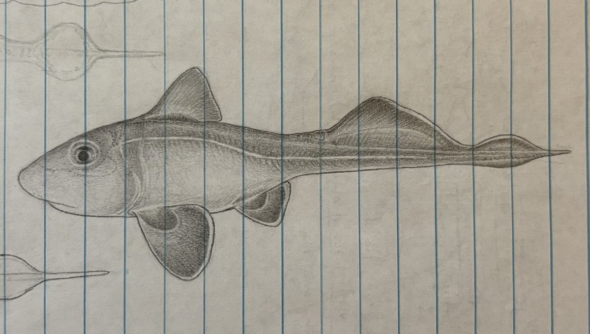 amfibifish's tweet photo. Ctenurella gladbachensis, a ptyctodont placoderm from the late Devonian of Germany https://t.co/5nGa8a5BPp