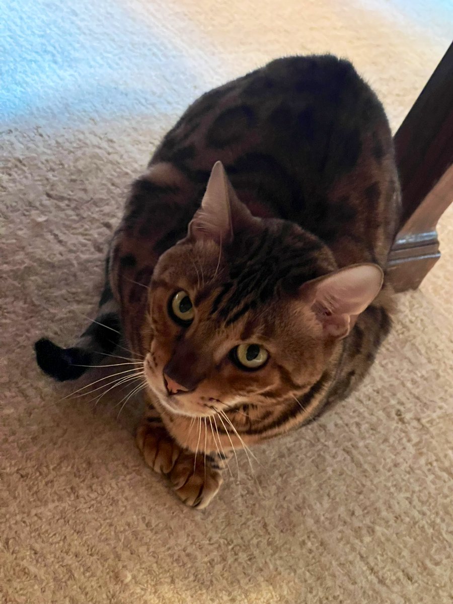 ryderlx2's tweet image. This is my cs coach