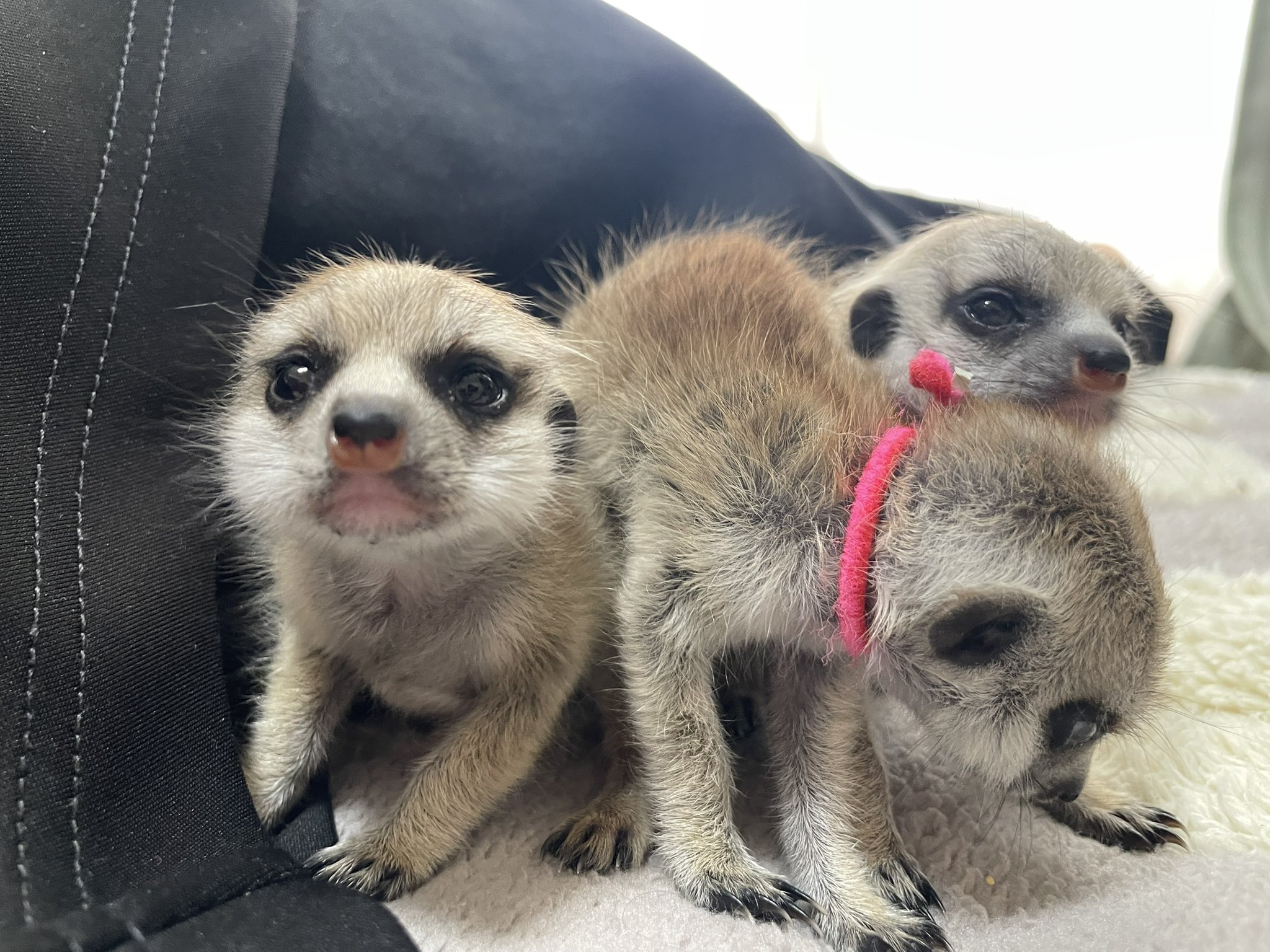 ミーアキャット　4枚 My Little Zoo -ぼくの わたしの てのひら動物園- ミーア