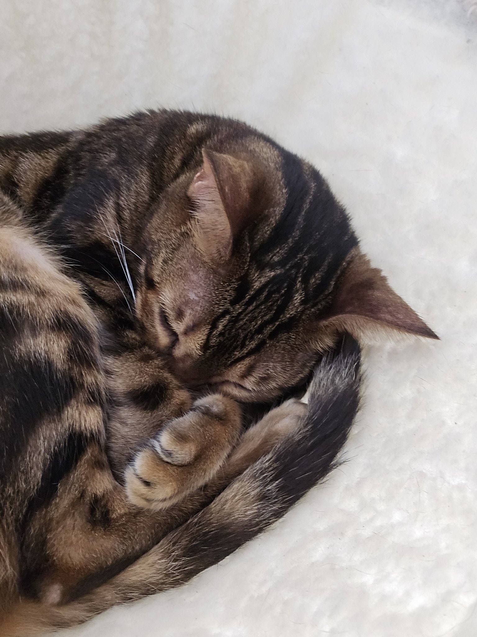 ❤︎ネコ好きかよちゃんページ❤︎ おは☀️ なんなの🤍 このかわい子ちゃん(ﾉ´³`)ﾉ♡ 可愛すぎ