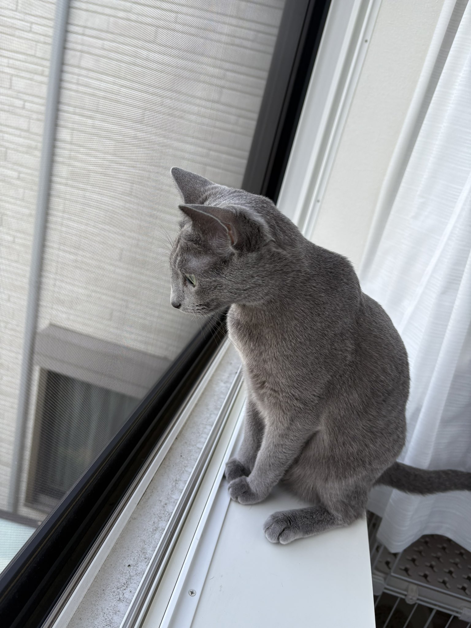 ロシアンブルーのシアン🐈‍⬛ (@kana_cosme123) / X