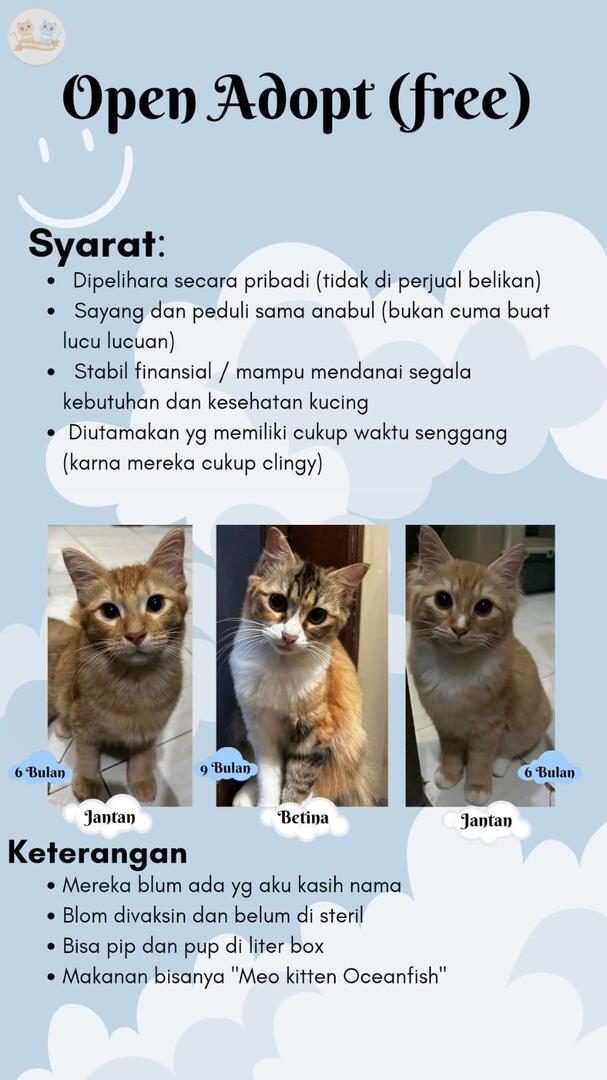 kochengfs's tweet image. Titip mfs kcg! Open adopt dom Bandung, spesifiknya daerah Cisaranten - Arcamanik.
Yang berminat boleh rep yaa nanti aku rep balik/ketuk dm nya. Thankiess 🫶🏻