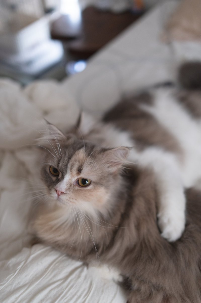 uni_hotate__'s tweet image. 大きくなっても、うにをホールドするほたの構図をみていたい

#うにほた #ねこかわいいね #ミヌエット