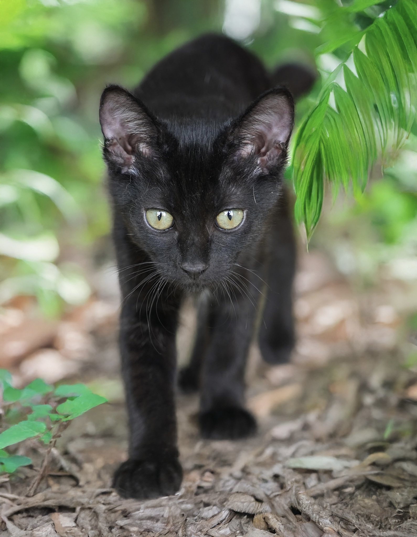 黒豹みたいな黒猫 黒豹のような | ミルキク.net