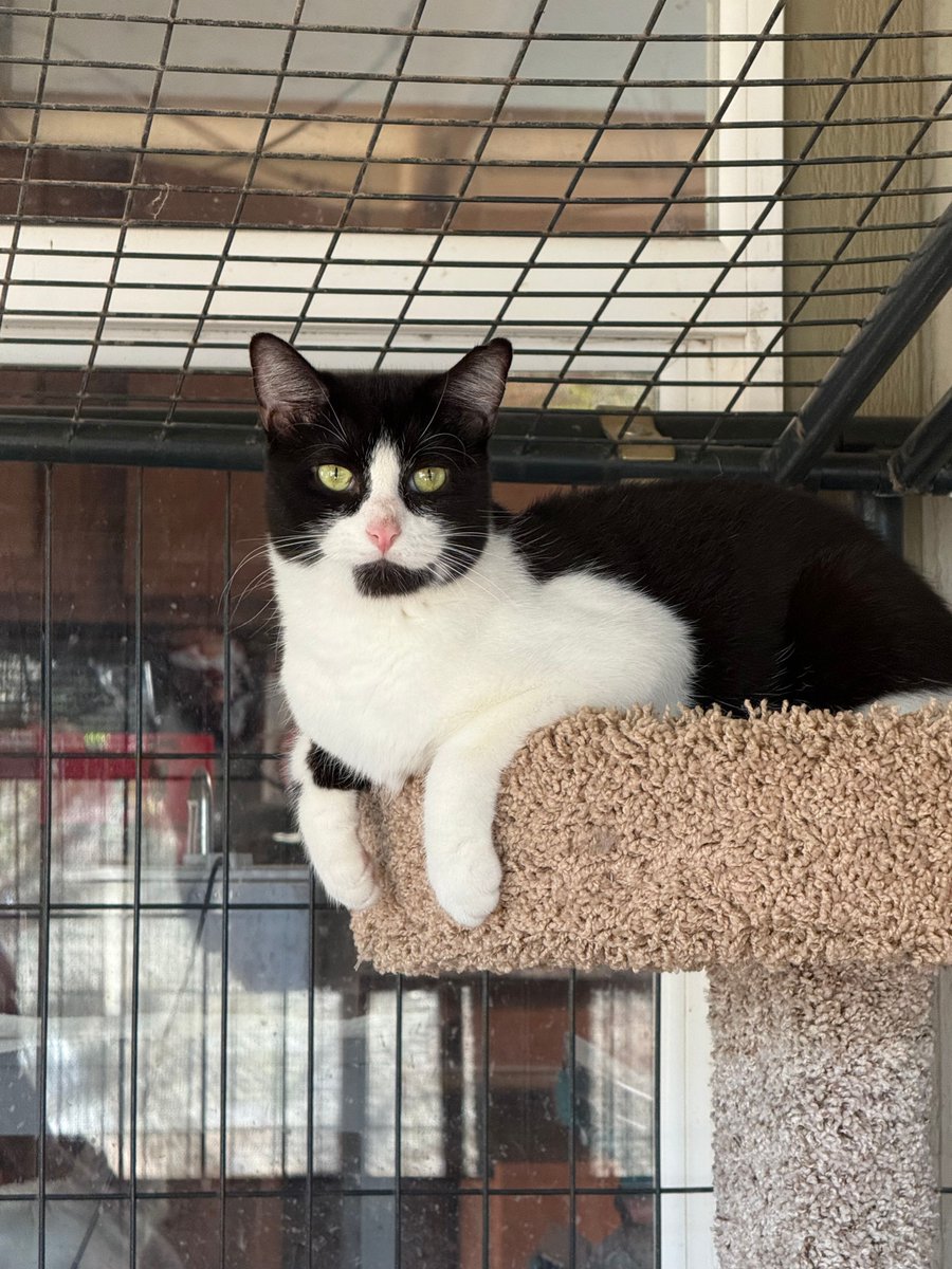Just LUNA wondering why the heck she's still waiting for a home...

Luna is a stunning 3 year old that loves to play and cuddle! Great with other cats, dogs, and kids! Come get her in #Tucson.