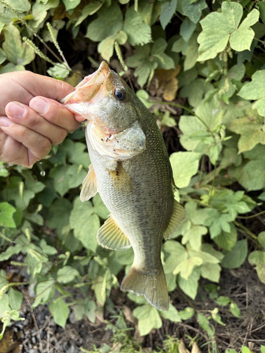 シェイド@ブラックバス tweet media