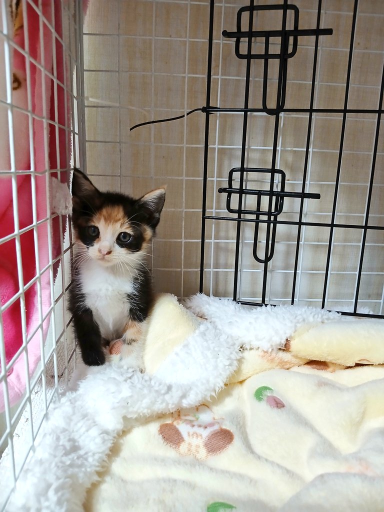 [입양홍보] [임보홍보]
체리 / 여아추정 / 250808생 추정
어미 tnr하려고 포획하면서 같이 구조됐어요! 입양처 구해봅니다!! 눈 땡그랗고 귀여운 아가입니다!!
#고양이 #고양이입양 #입양처구해요 #입양홍보 #사지말고_입양하세요 #사지말고입양하세요