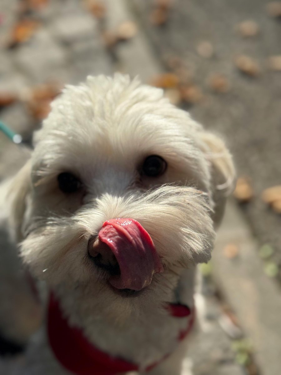 gooddogusaco's tweet image. Tip – Apple Orchard Rules
Apples = yes, apple pie = no. Sugar rush zoomies are not part of fall traditions. 🍎
GoodDogUSA.com

 #FallDogTips #AutumnPup #FunnyDogLife #DogParenting #HappyDogTips #FallFun #GoodDogUSA