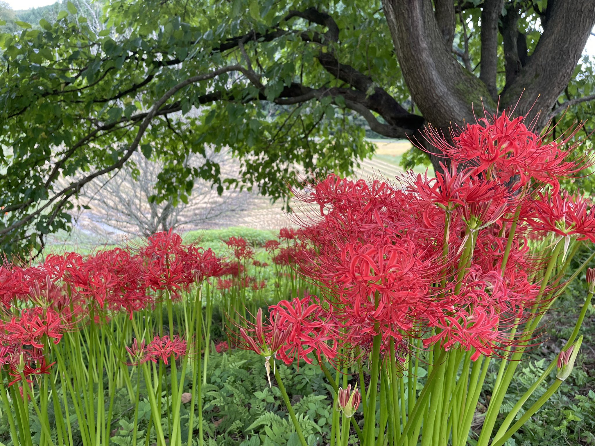 孤高の花 椎名洋ラン園 / お取り分けできる胡蝶蘭 シェアオーキッド MIX