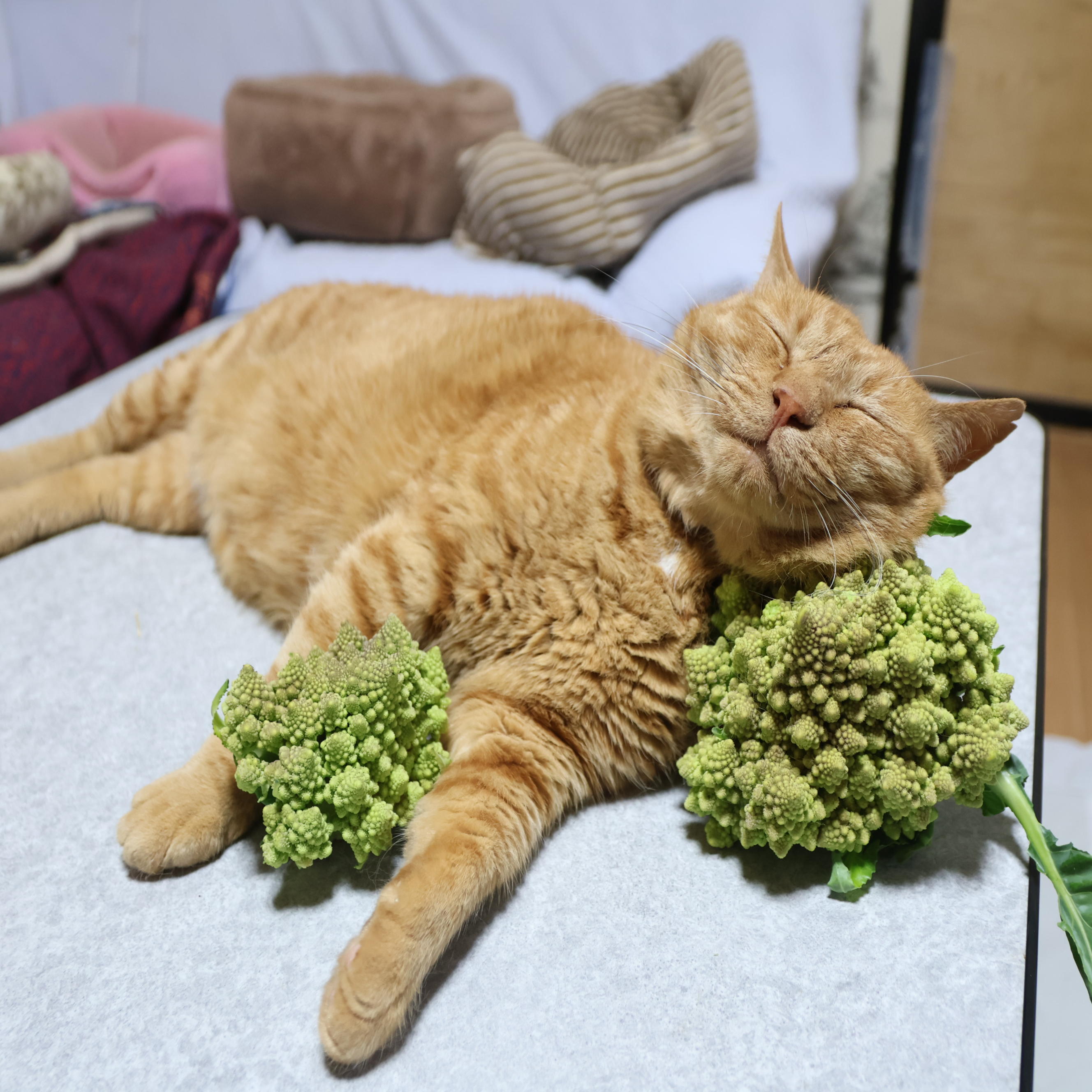 のせ猫 さくらんぼ のせ猫 250719 - YouTube