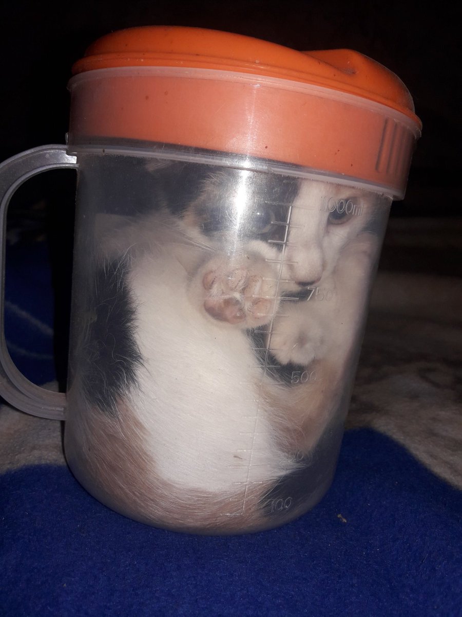 Dia 6 (no pregunten como tome la foto)