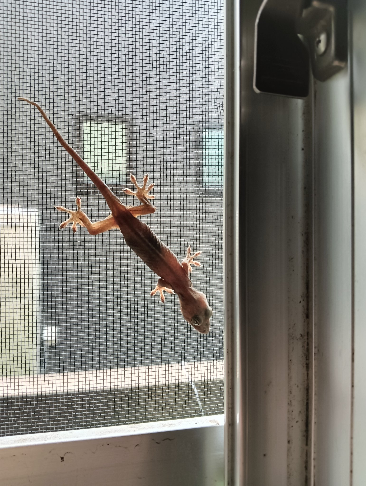 ヤモリさん オッチー on X: 