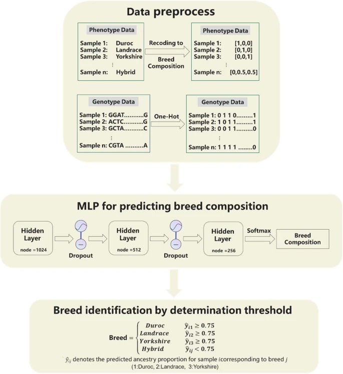 A study published in #JASB introduces a deep learning MLP model that achieves 100% accuracy in identifying purebred and hybrid pigs across various SNP chip densities, enhancing genetic resource management and breeding strategies. #PigBreeding
jasbsci.biomedcentral.com/articles/10.11…