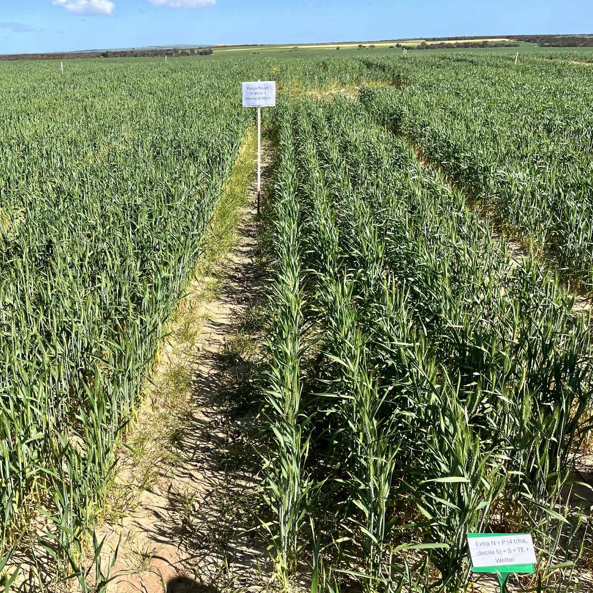 Agfert Fertilizers tweet media