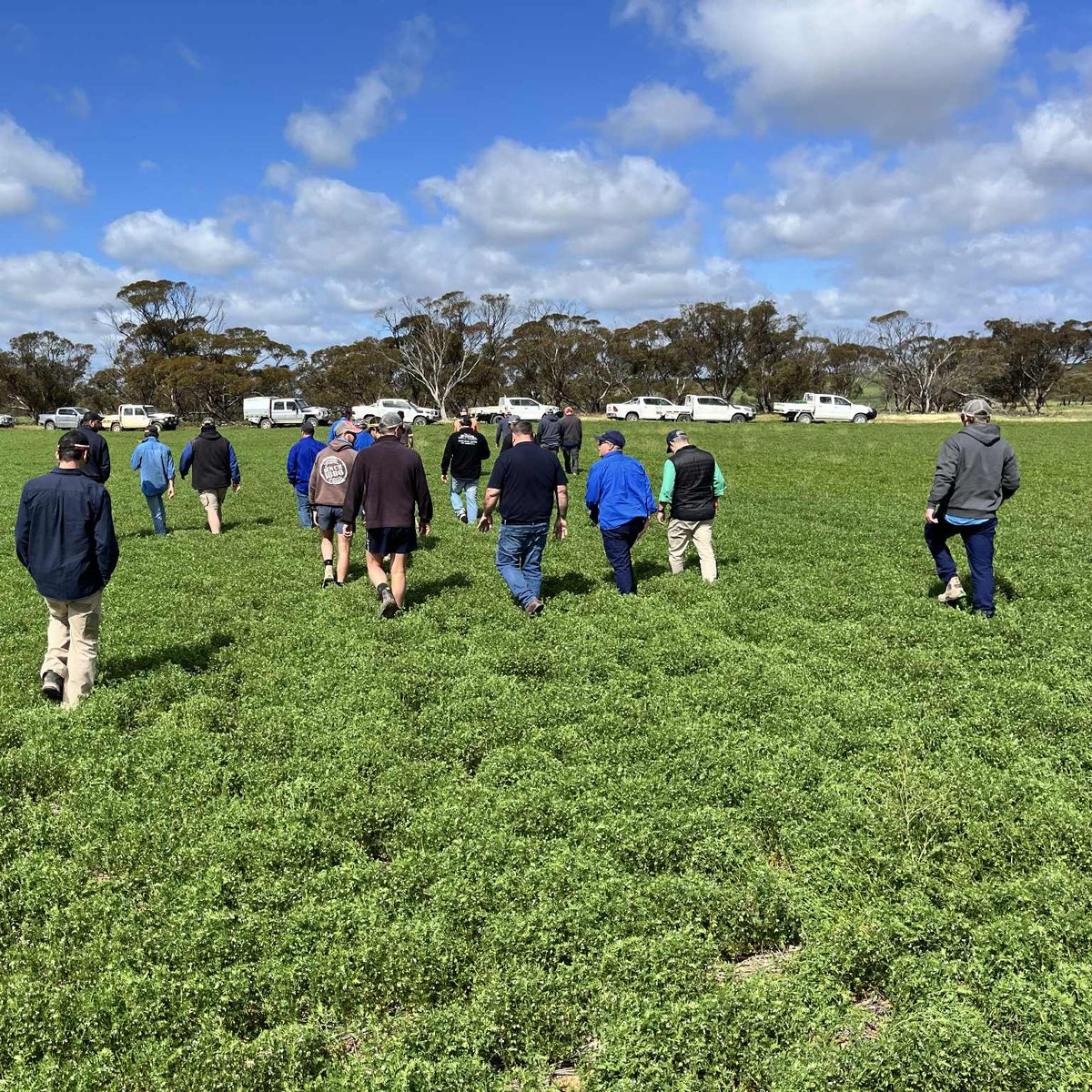 Agfert Fertilizers tweet media