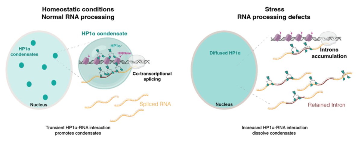 Check out this exciting preprint from <a href="/seresanu/">Serena Sanulli</a>'s lab in close collaboration with our group <a href="/arcinstitute/">Arc Institute</a>. This paper has it all: image-based CRISPR screen of HP1α condensates, and mechanistic characterization crosstalk between chromatin, transcription, and RNA processing.