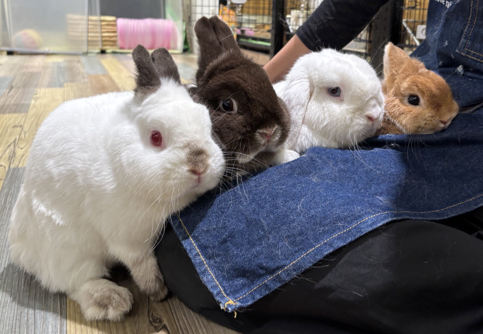 重。うさぎ 本日の体重測定。920gでした♪ #うさぎ #ウサギ #rabbit