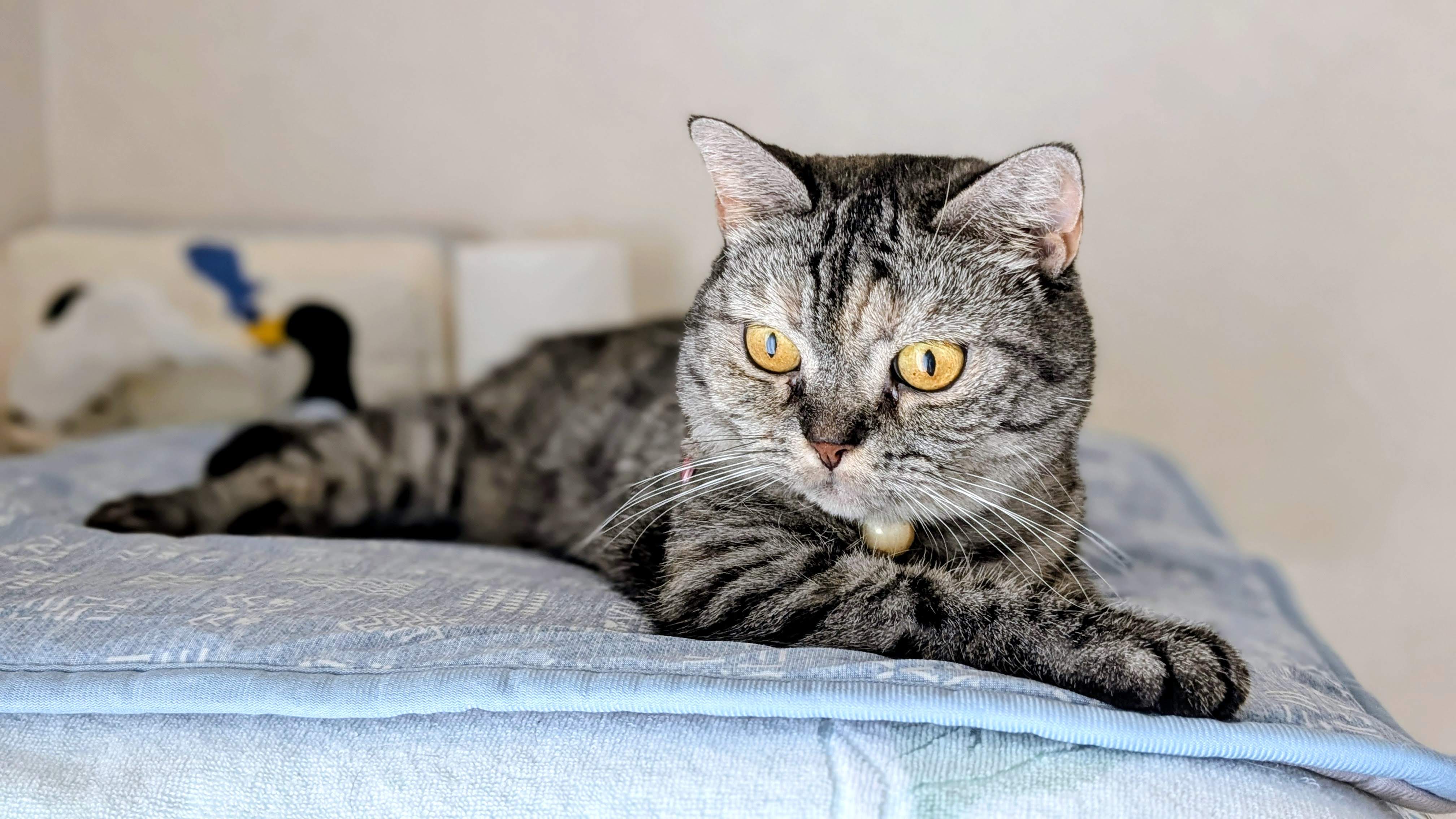 ねこさん⚡(ΦωΦ) on X: 