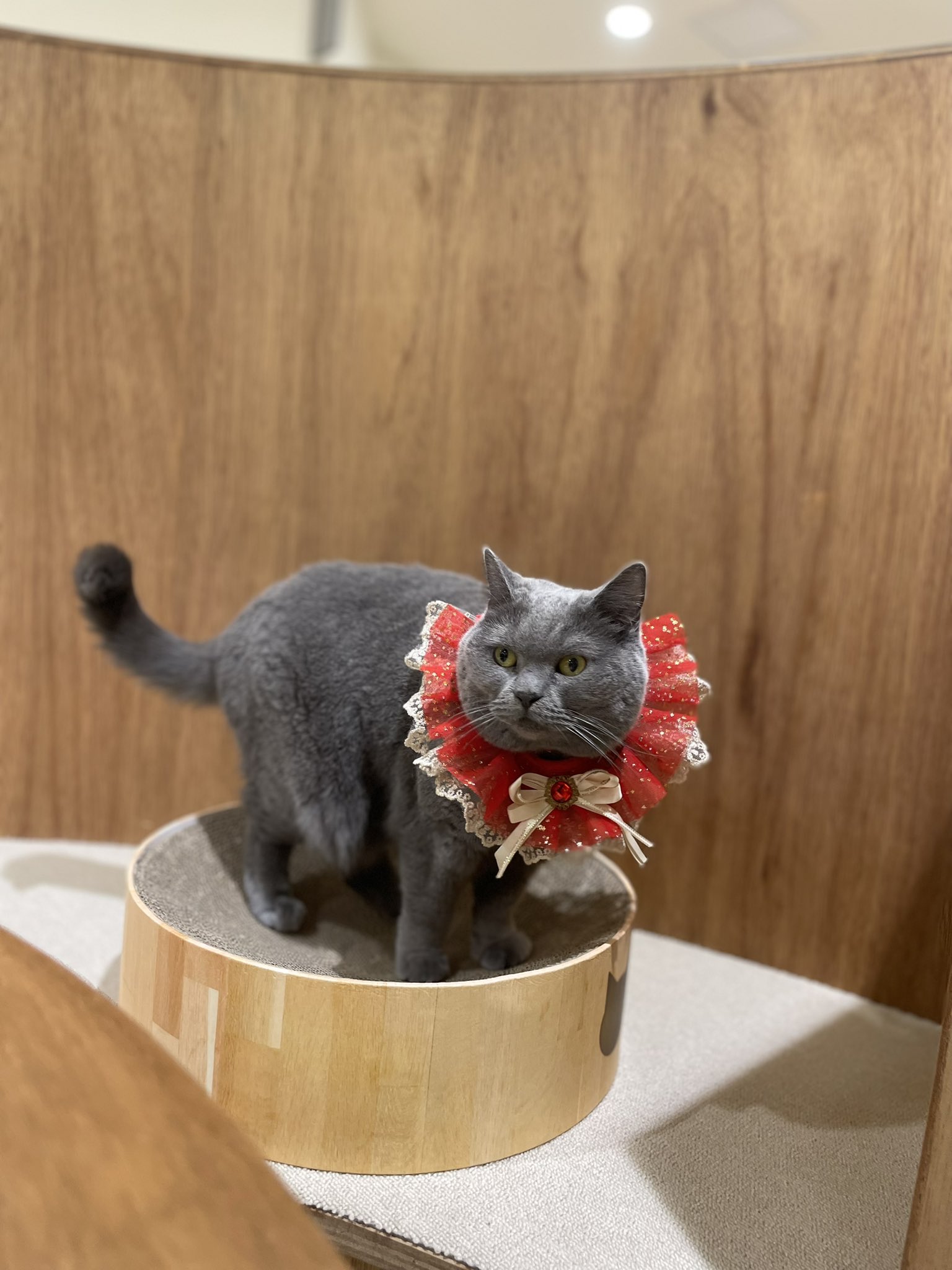 もふもふ mofusand もふもふストア 吸水コースター(うさぎ ピンク