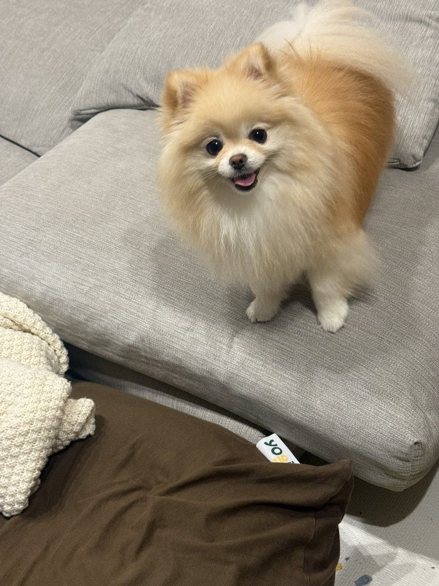 ⭐︎専用⭐︎ ポメラニアンの足様 ポメラニアンの若様 (@pomeranian_waka) / Posts / X