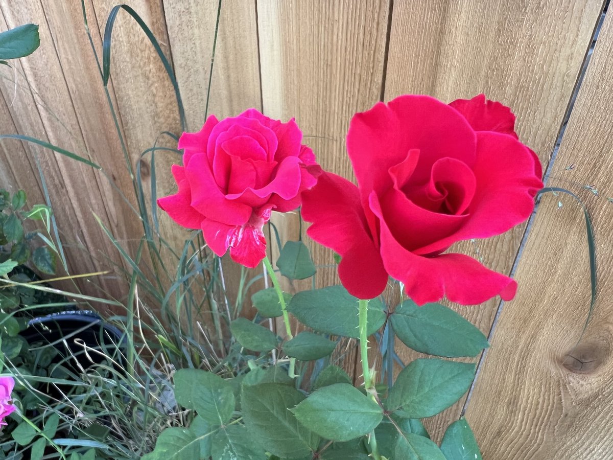 Deep9woods's tweet photo. SO to fall blooming rose, "Let Freedom Ring", and the WWII vet and amateur hybridizer who invented her.
#iLoveThisRose
#roses #HappyFallEquinox #loveAndDevotion #beauty #ThankYouForYourService #veterans #texasGarden #Dallas https://t.co/v9KTfZhSw2