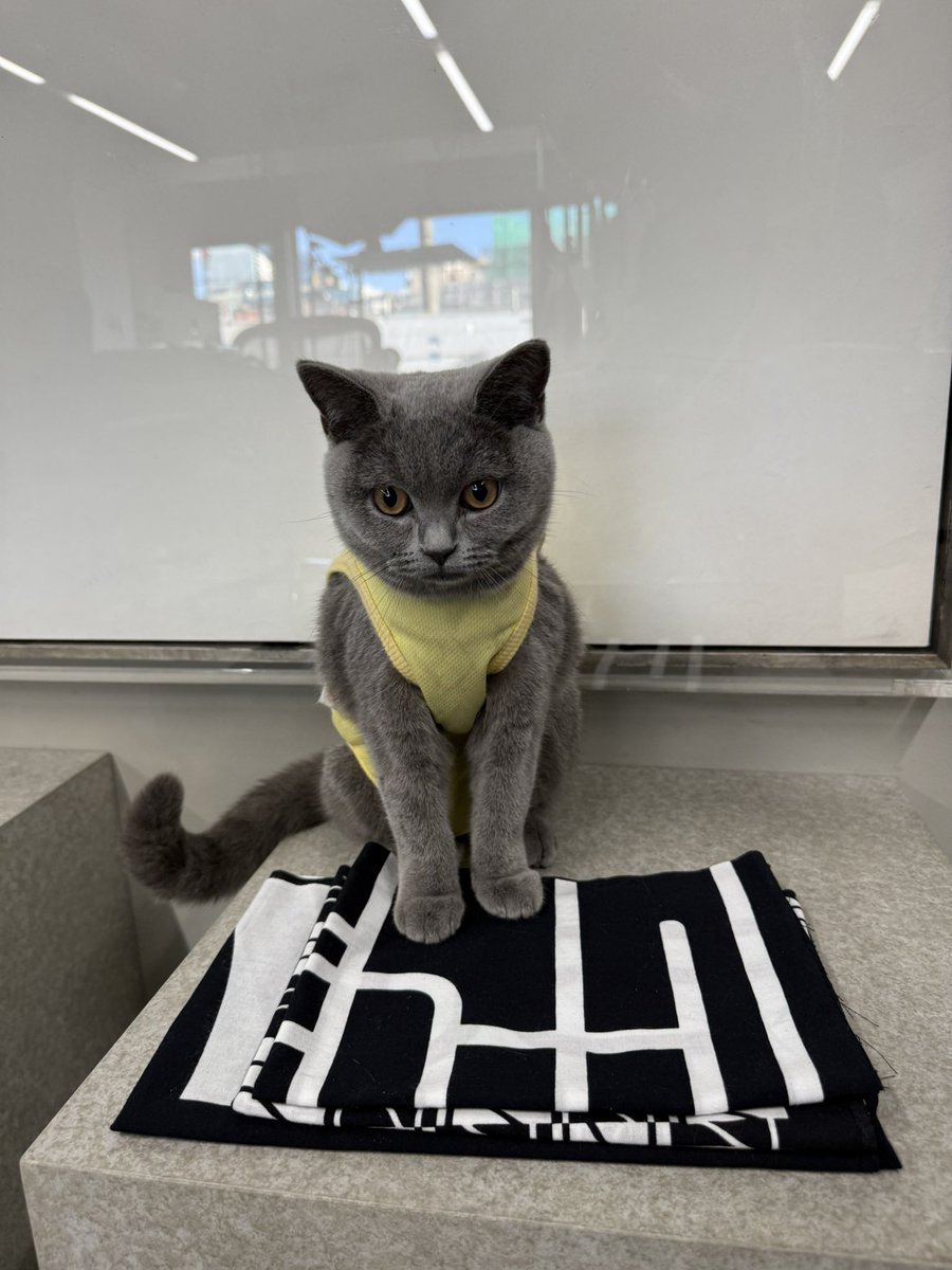 ネコネコさま AZUMA MAKOTO (@azumamakoto): 