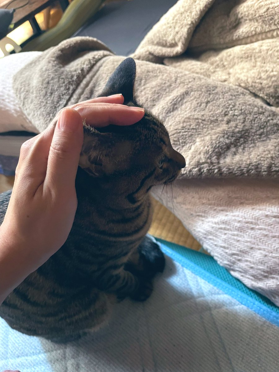 寝起きに触れた猫の耳の先がひんやりしていた。季節がかわった