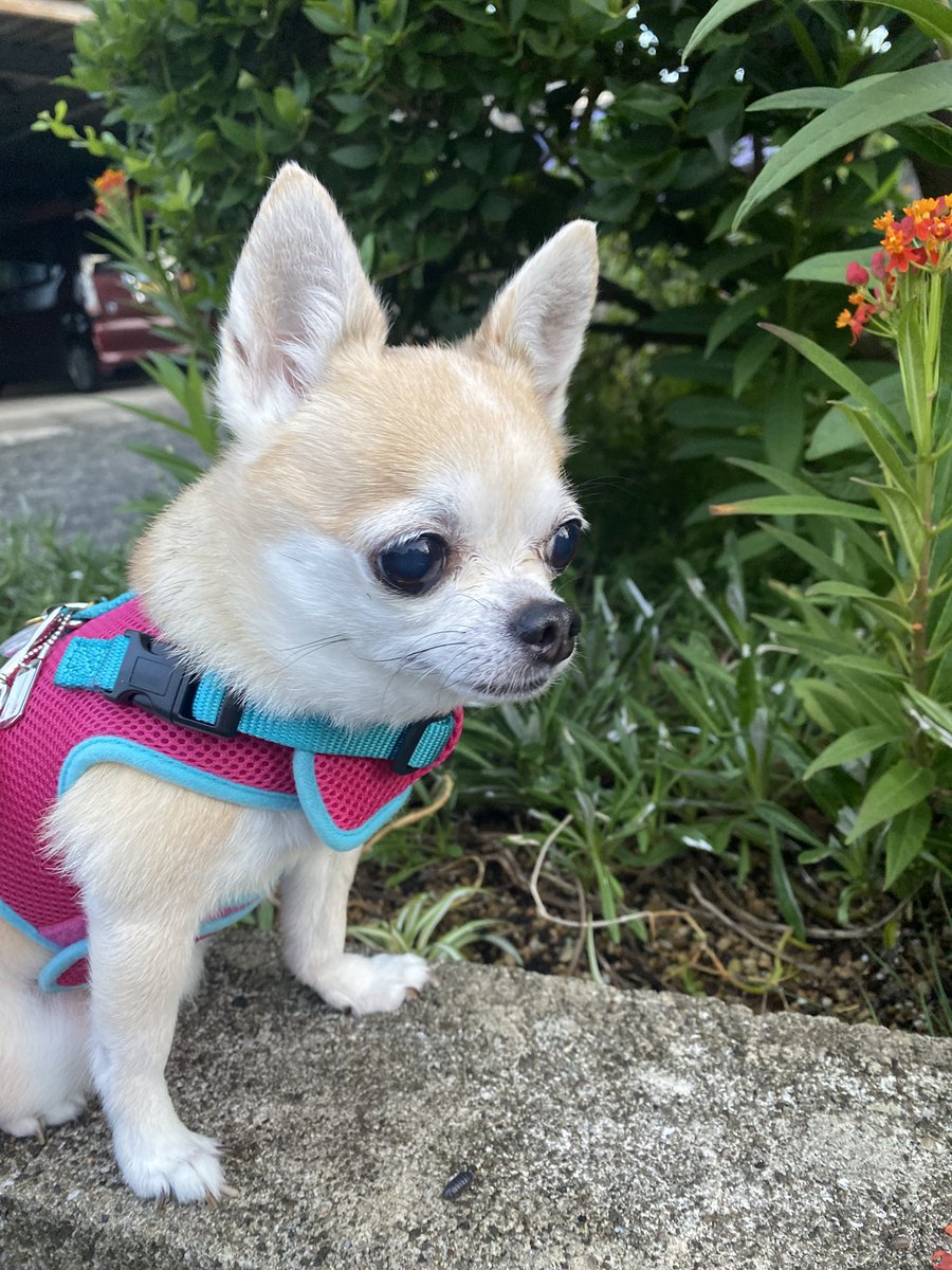 チワワ - Search / X