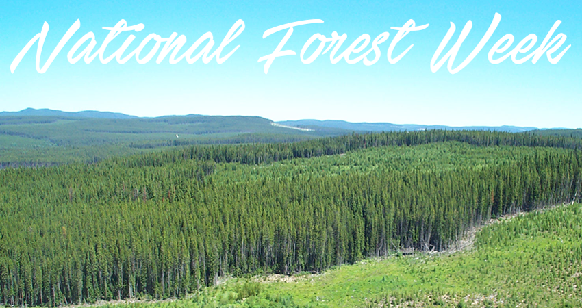 🌲SEPT. 21-27th - It’s #NationalForestWeek! This year's theme - Roots of Resilience: From Seed to Canopy. 

A time to celebrate Canada’s forests—their history, beauty, and the vital role they play in our lives and future. 🌿 #NFW2025 #BCforests