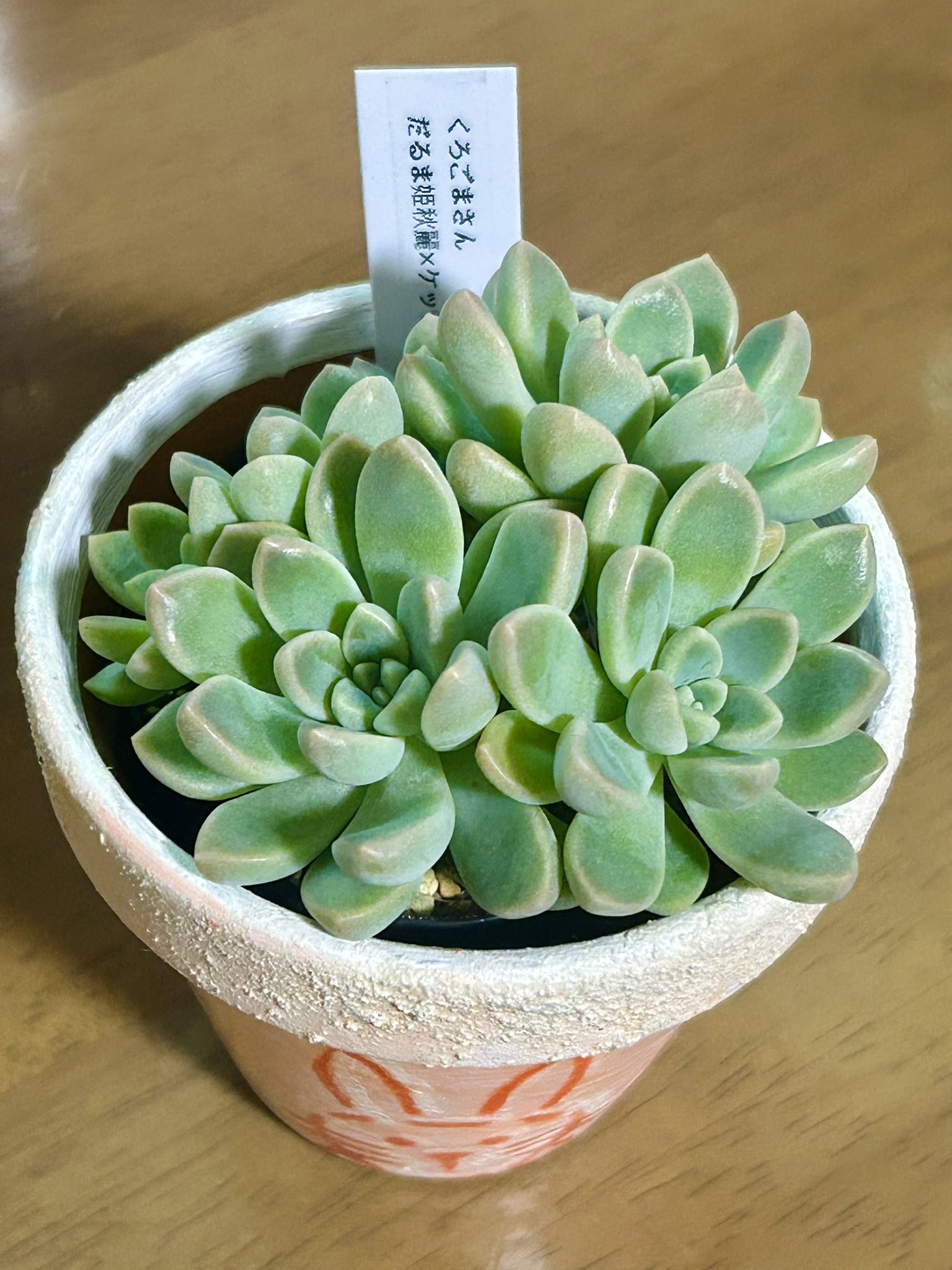 多肉植物エケベリア おもち だるま姫秀麗×ケッセルリンギアナ 今だけ5