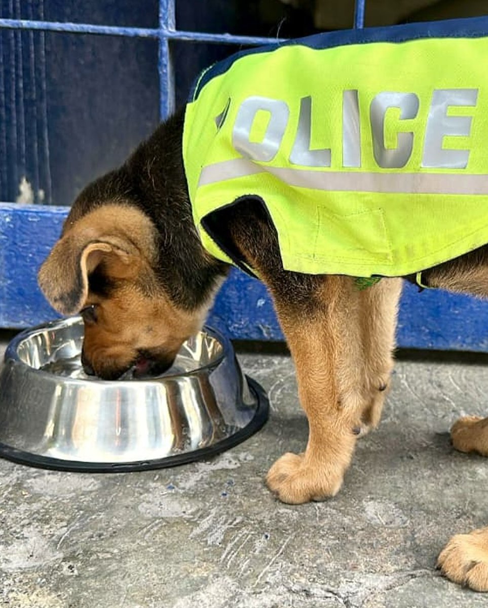 furbedz's tweet photo. La Policía de Tránsito de la CDMX adoptó a un perrito rescatado en el Centro Histórico.
Ahora “Aquiles” tiene nombre, hogar y hasta uniforme 🚔🐾

Una historia real de amor, rescate y lealtad que está derritiendo corazones ❤️

#CDMX #PolicíaDeTránsito #Perritos #RescateAnimal https://t.co/1pjcqmGC8g