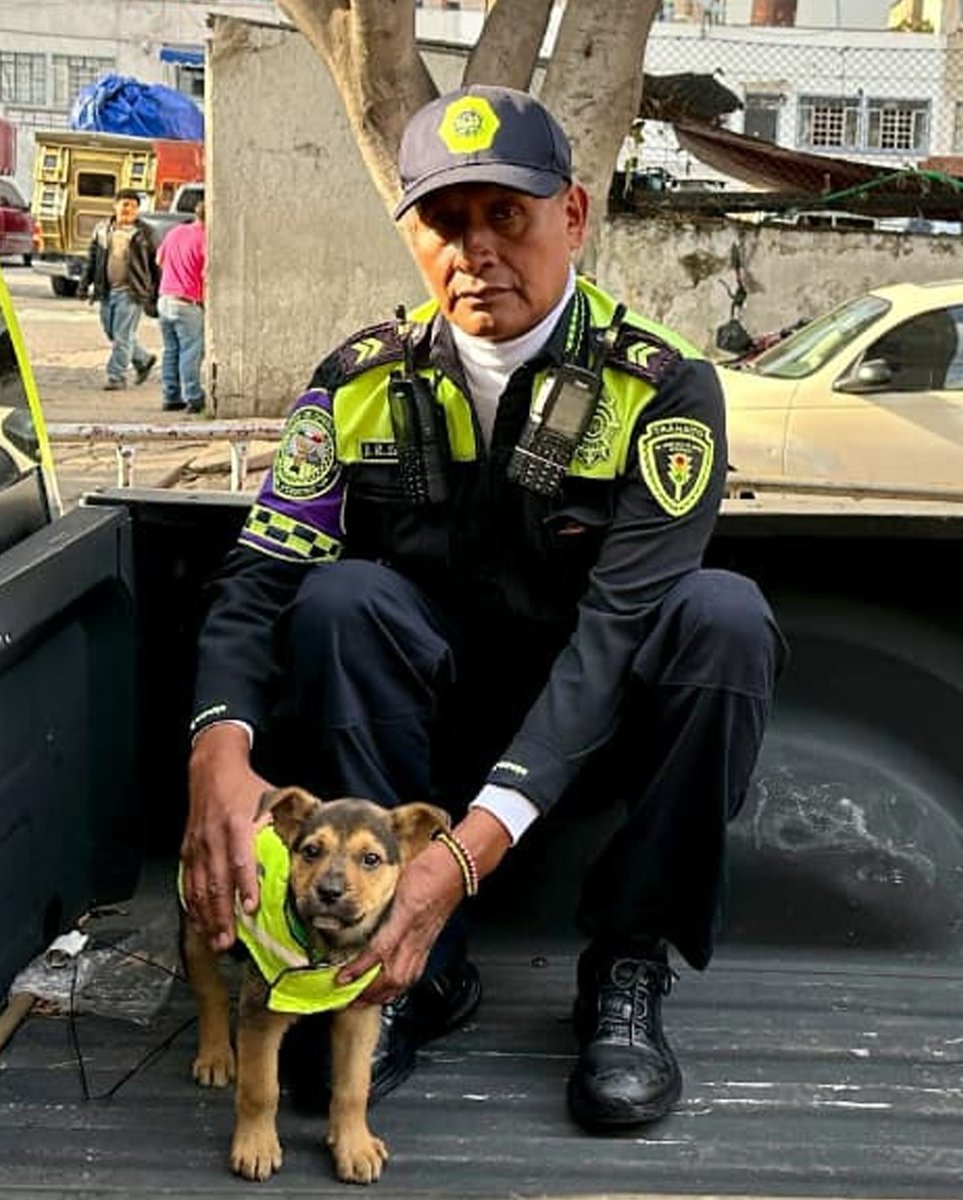 furbedz's tweet photo. La Policía de Tránsito de la CDMX adoptó a un perrito rescatado en el Centro Histórico.
Ahora “Aquiles” tiene nombre, hogar y hasta uniforme 🚔🐾

Una historia real de amor, rescate y lealtad que está derritiendo corazones ❤️

#CDMX #PolicíaDeTránsito #Perritos #RescateAnimal https://t.co/1pjcqmGC8g